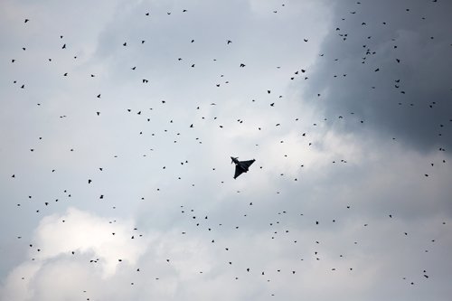 Typhoon disturbs the birds