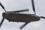 Chinook
