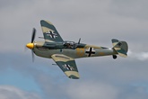 Buchon Yellow 10 8954